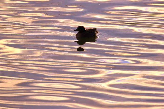 P95A4532 (640x427).jpg