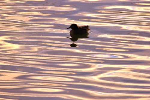 P95A4532 (640x427).jpg