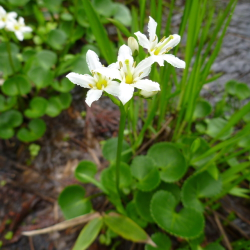 笠ケ岳の花201307098.jpg