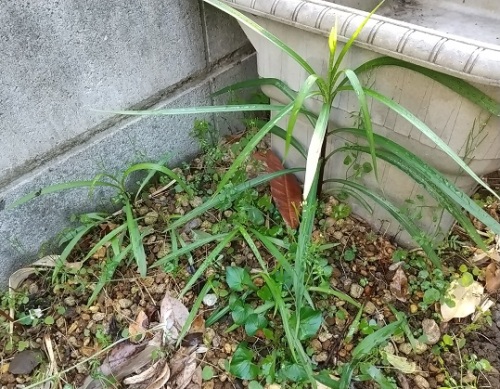 折れたタカサゴユリの球根を移植しました v ネコ様とガーデニング 楽天ブログ 折れたタカサゴユリの球根を移植しました v ネコ様とガーデニング 楽天ブログ