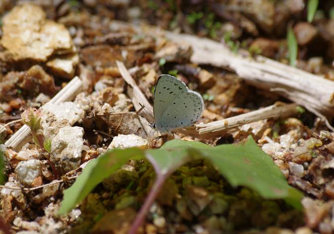 120520月山ルリシジミ１.jpg