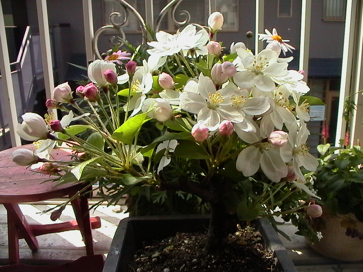 040329himeringo