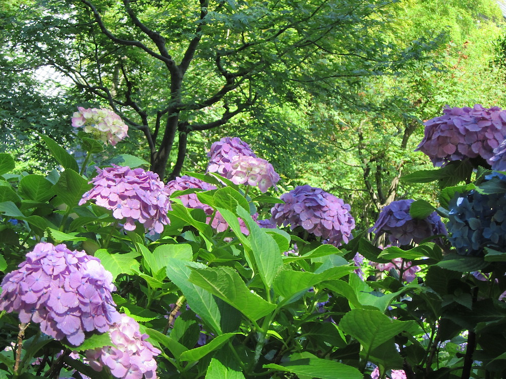 2016kamakura011.JPG