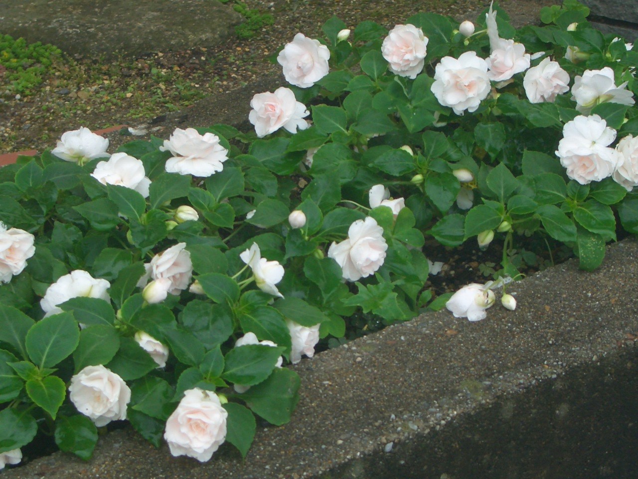 CIMG0103.JPG