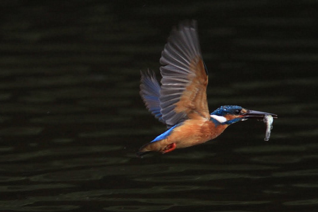 IMG_27482011カワセミ.JPG