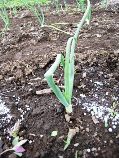 2008.6.8 タマネギ　その２.JPG