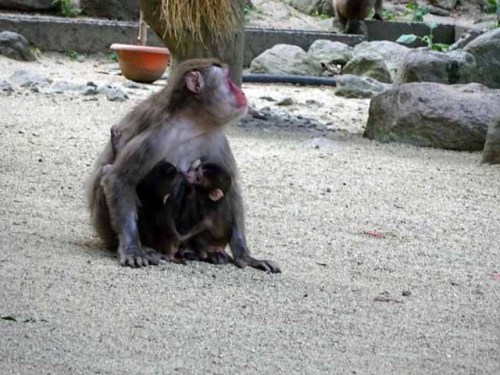 ２匹を抱くお母さん８月８日 (4).JPG