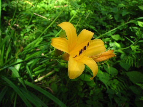 ニッコウキスゲ ゼンテイカ の花 7月初旬の福島県 裏磐梯での自然観察 その8 しろうと自然科学者の自然観察日記 楽天ブログ