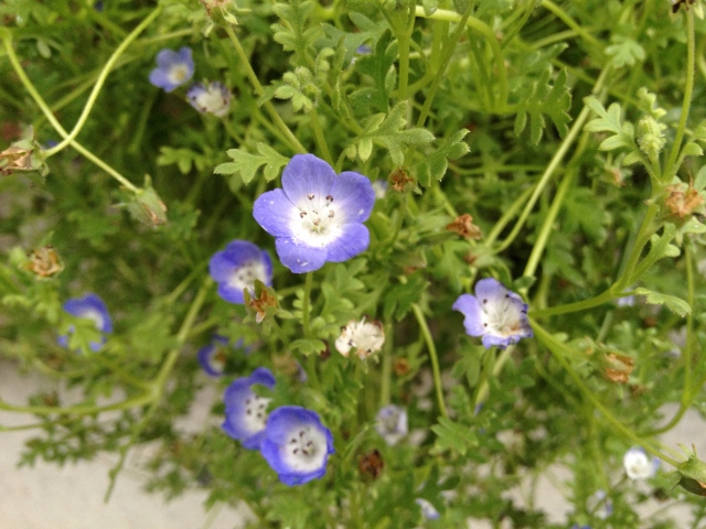 IMG_9151 (640x480).jpg