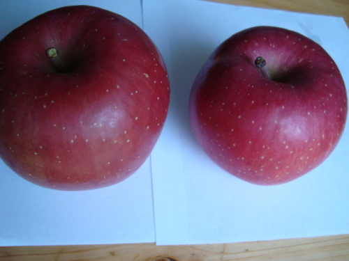 りんご食べ比べ