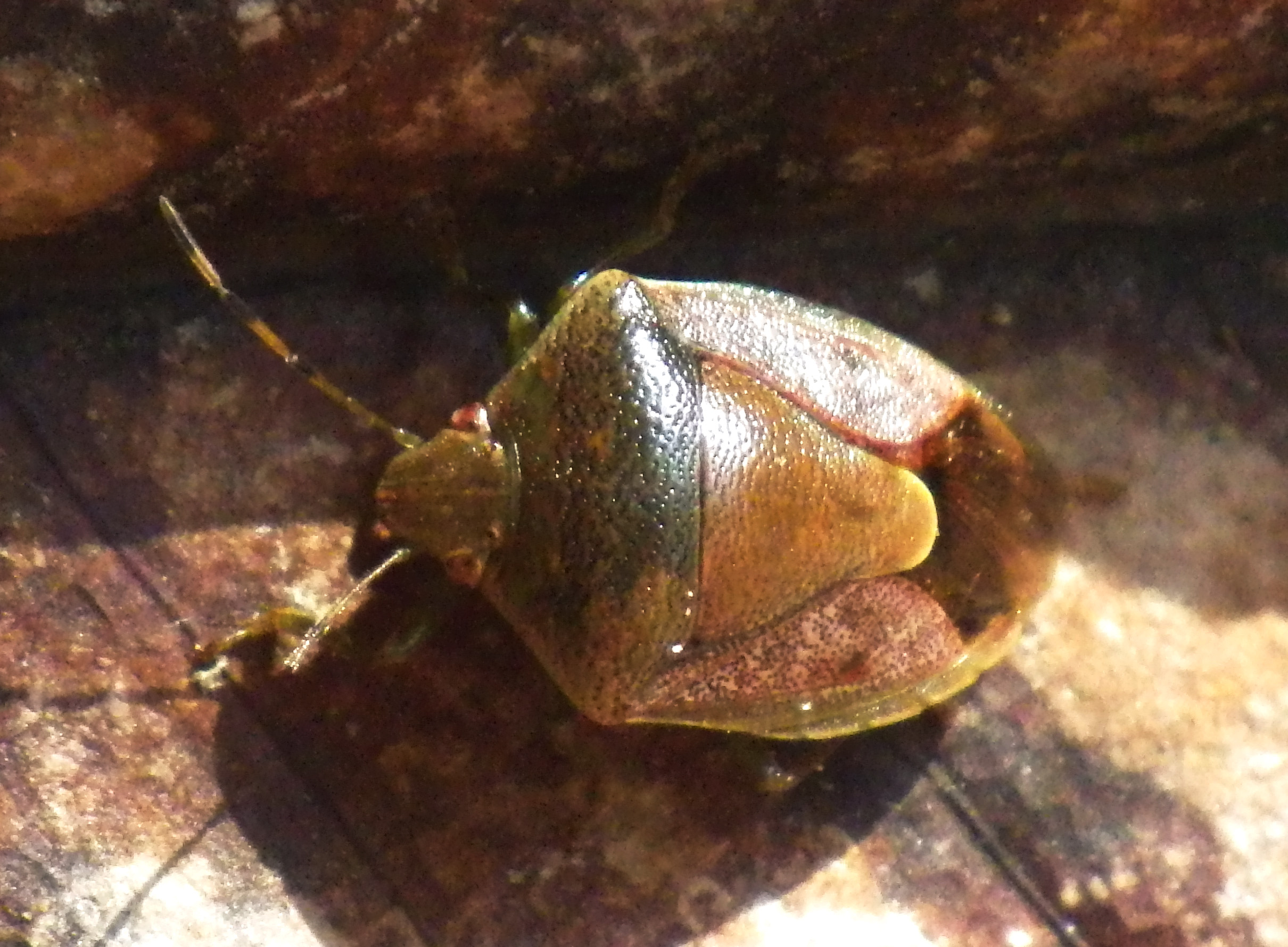 チャバネアオカメムシ