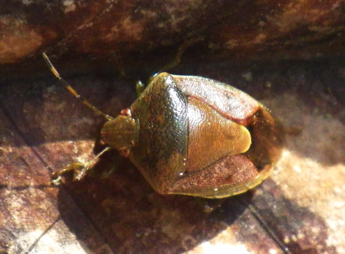 チャバネアオカメムシ