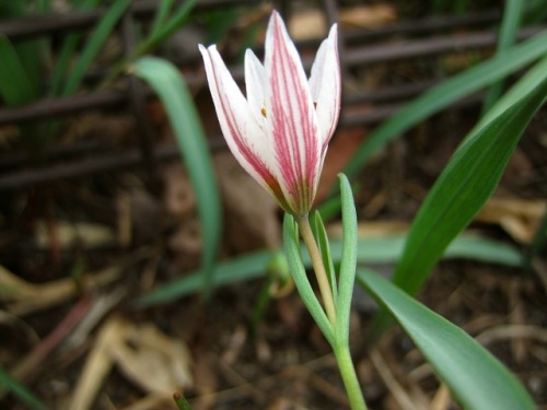 陽があたると開花し陽がかげると閉じてしまうので お天気屋 の花言葉がついたアマナの花 自然観察の振返り 10 ユリ科の植物 第8回 しろうと自然科学者の自然観察日記 楽天ブログ