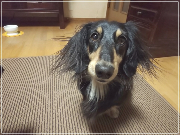 犬の静電気 ちょびハウス 楽天ブログ