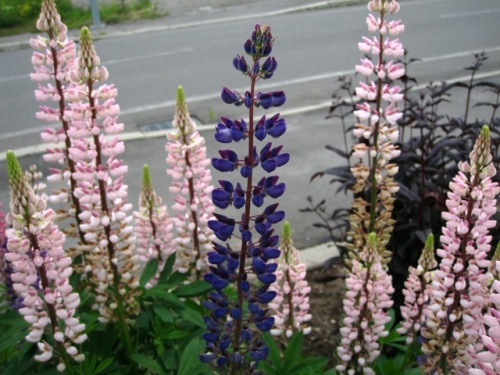 ルピナスの花 高速道路の壁面や空き地などで 広範囲に広がって咲いているのを見かけました 北海道で出合った植物 その6 しろうと自然科学者の自然観察日記 楽天ブログ