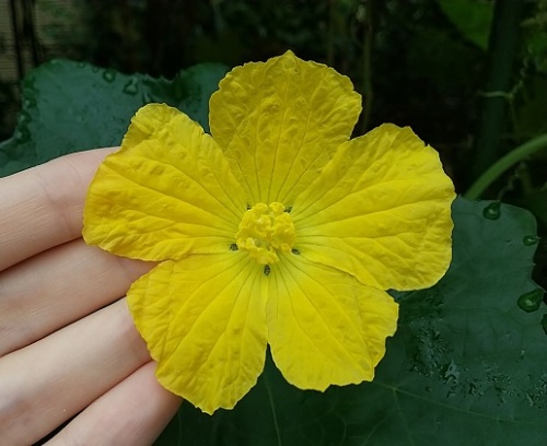 ヘチマの雌花がやっと成長を始めました O ネコ様とガーデニング 楽天ブログ