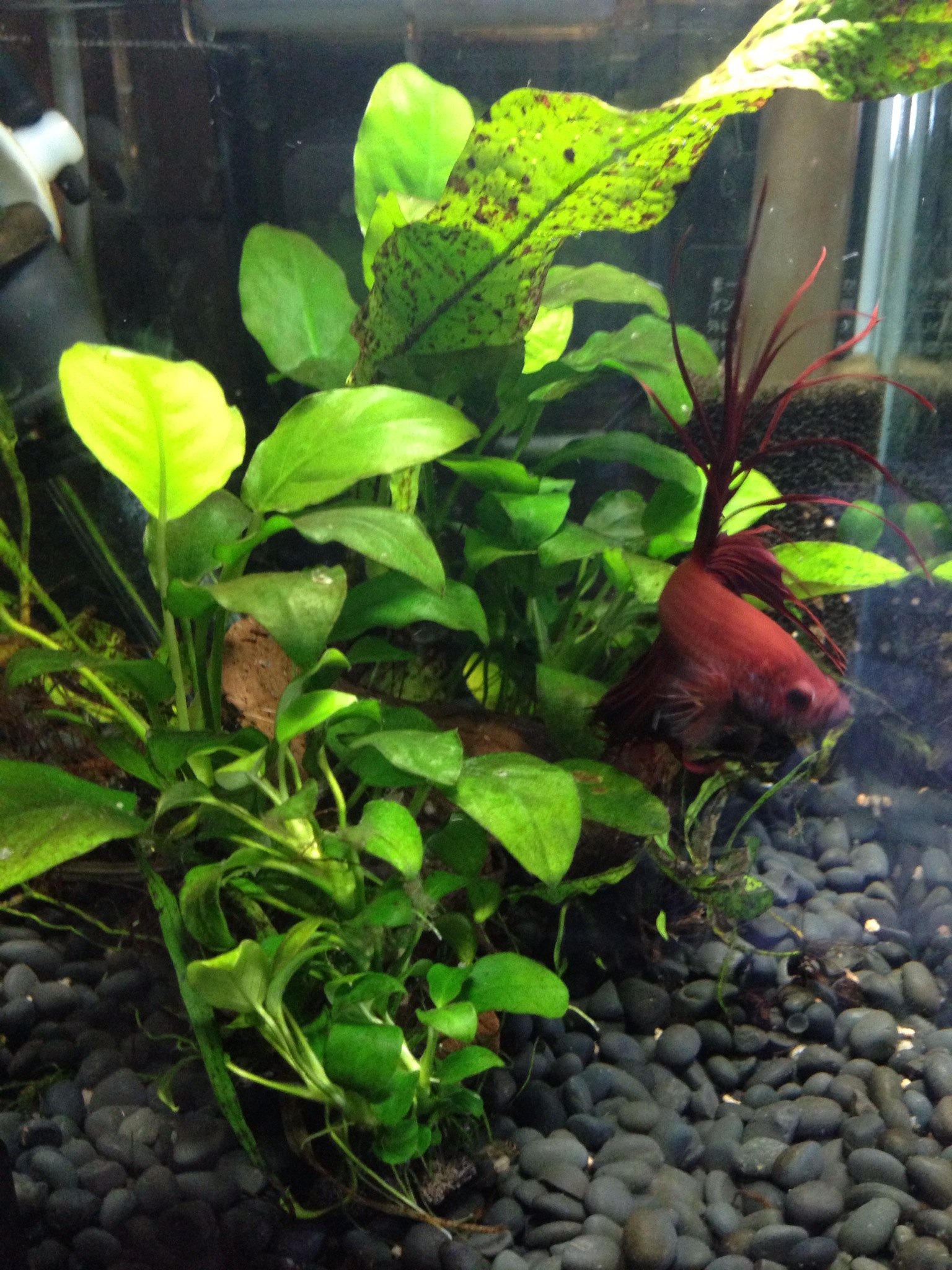 201211072103_3440_iphone.jpg