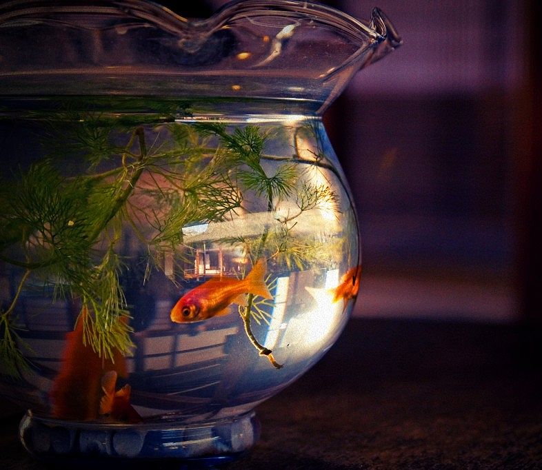 Fish_bowl-1.jpg