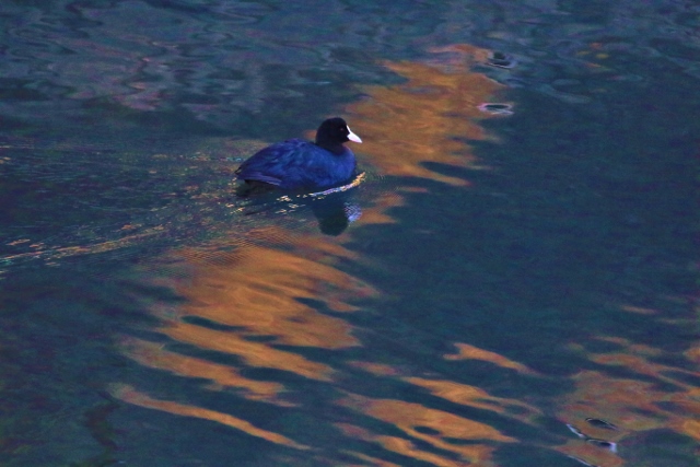 P95A4525 (640x427).jpg