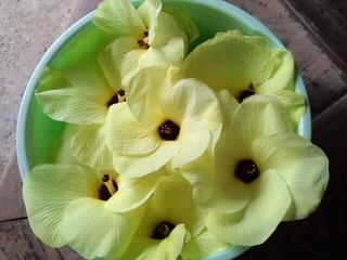 プルメリア　ではなく花オクラ2017