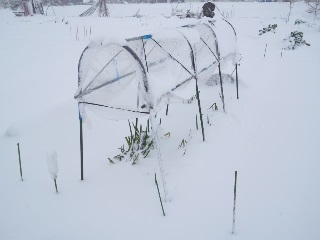 01再び雪景色の菜園