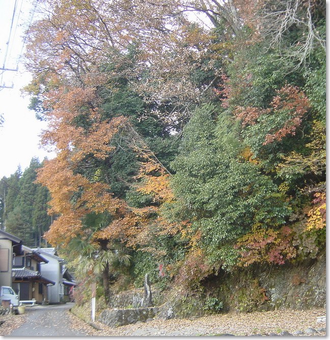 29紅葉の山道