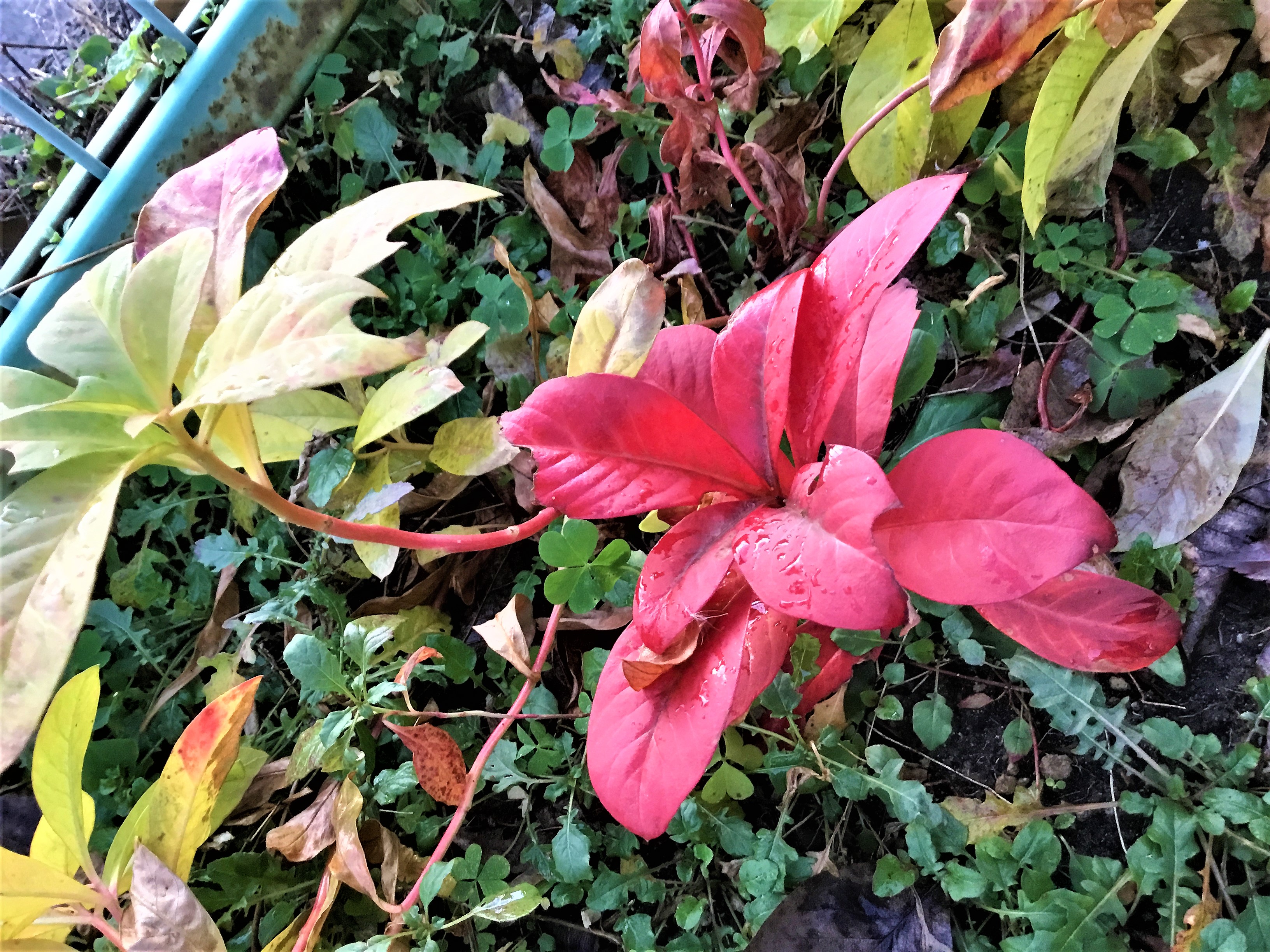 2018.12 紅葉する地植えの植物.JPG
