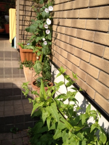 IMG_9292 (480x640).jpg