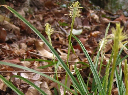 ヒメカンスゲに似たシバスゲと思われる花 早春 3月中旬 2回目 の高尾山での自然観察 その18 最終回 しろうと自然科学者の自然観察日記 楽天ブログ