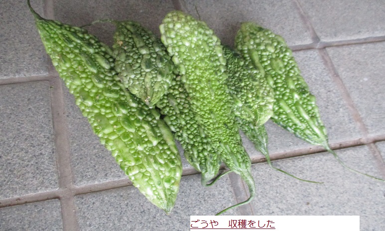 ごうや.JPG