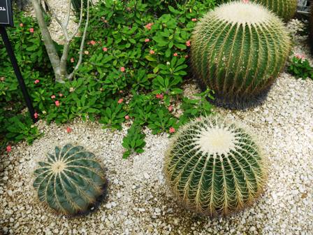 植物園７.jpg