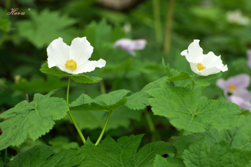 0616岩手山花７.jpg