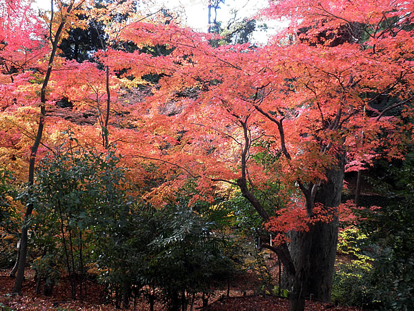 kitanotenmangu-7.jpg