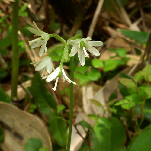 田代山の花920140524.jpg