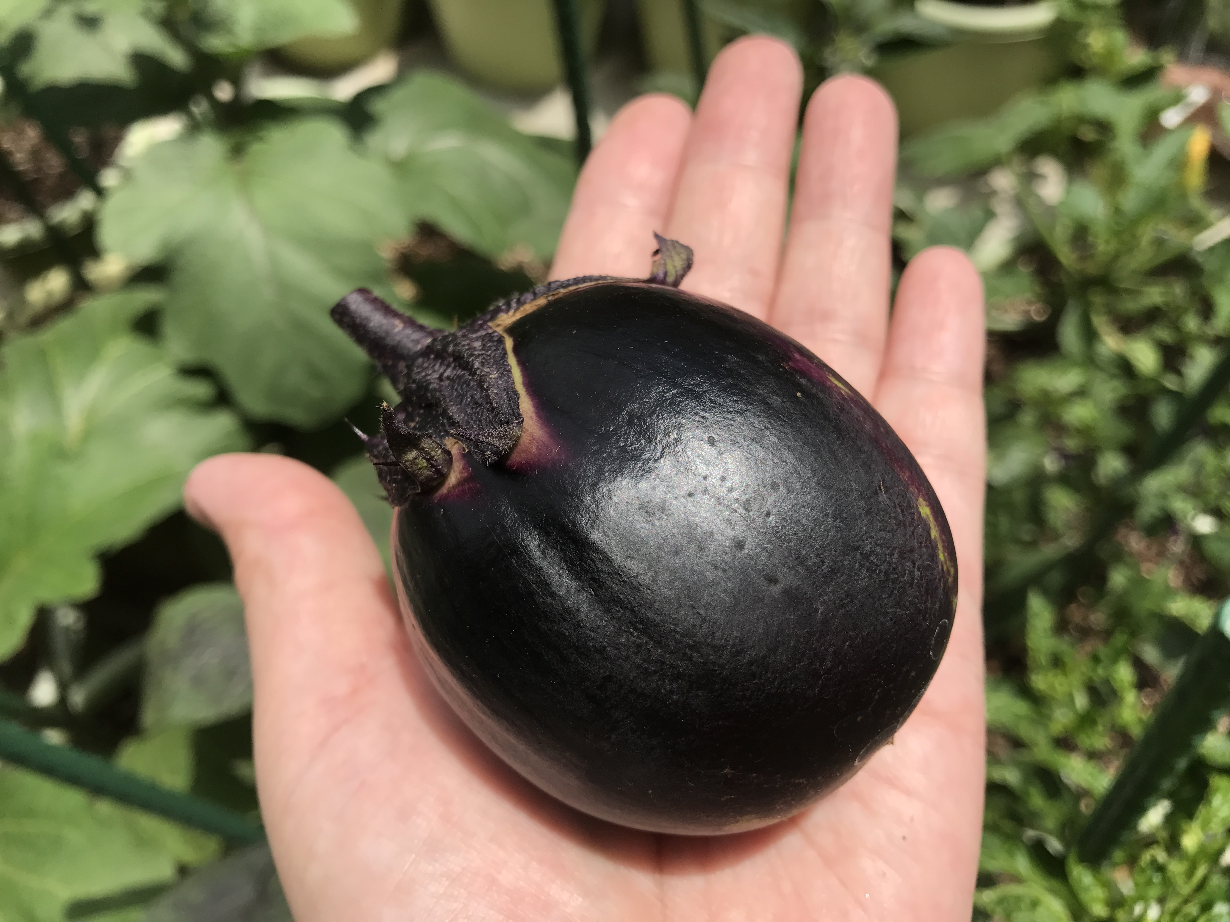 トロトロ炒めナス　初収穫