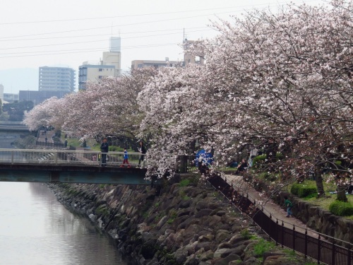 桜（平和市民公園）_3422.jpg