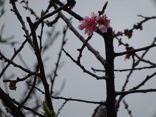 北野天満宮 梅.JPG