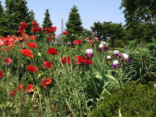 IMG_9070 (640x480).jpg