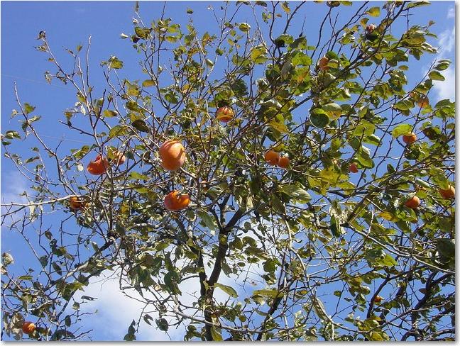 18青空に柿.jpg