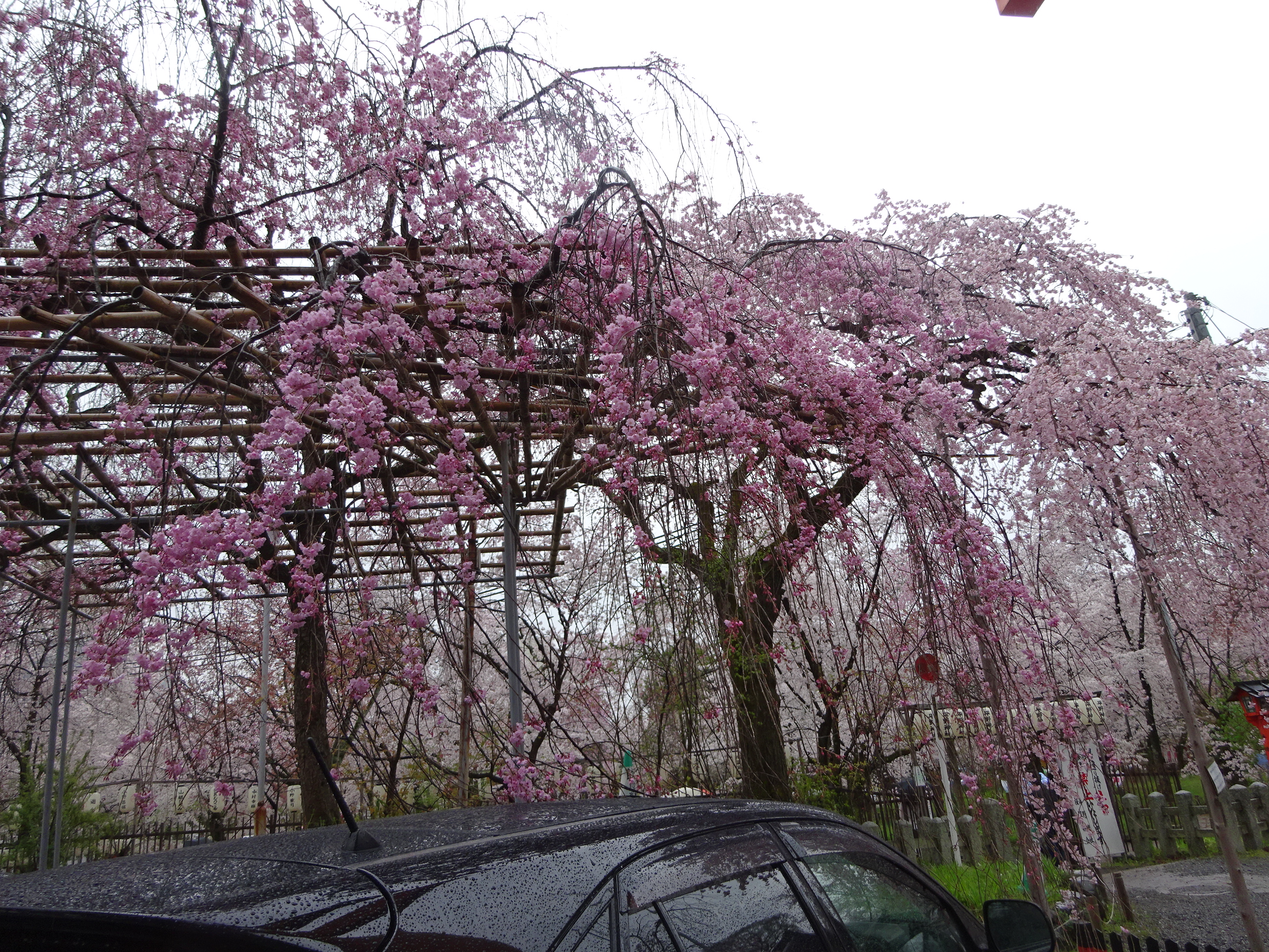 平野神社 (16).JPG