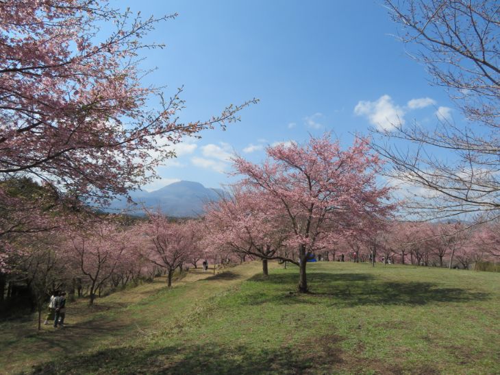 しだれ桜の里 (1).jpg