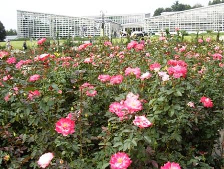 rosefestival.jpg