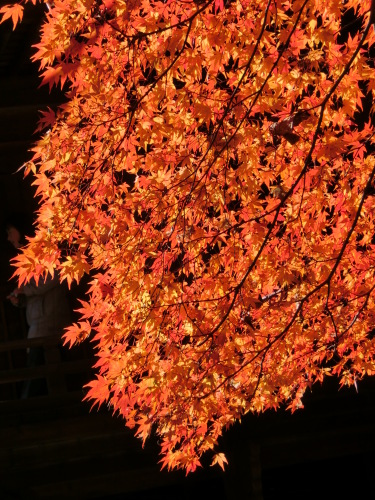 寂光院~鳩吹山 024.JPG