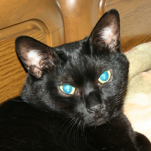 家族紹介用画像フォルダ