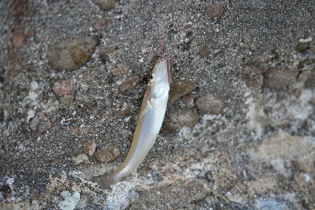 showPhoto (640×426)