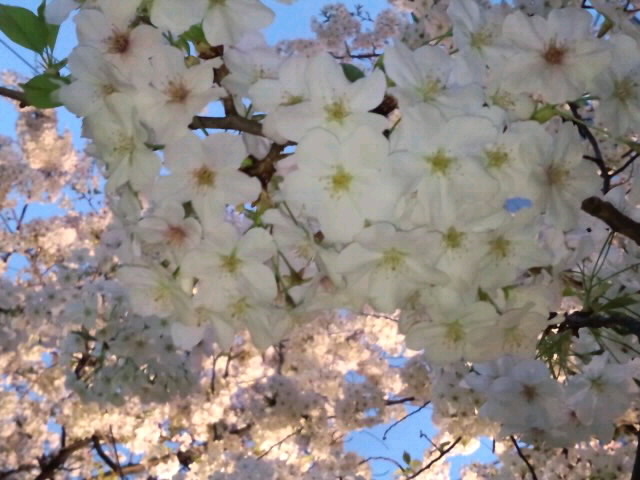 高瀬川の黄昏桜_4月2日