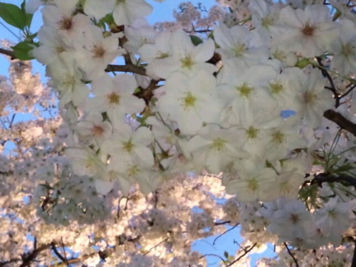 高瀬川の黄昏桜_4月2日