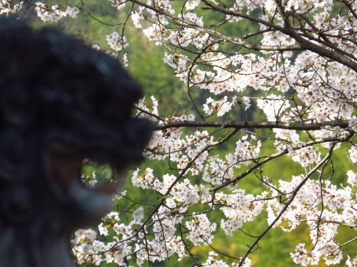 桜満開（神社）9452.jpg