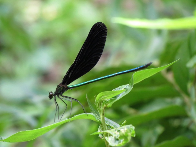 ハグロトンボ2012.8.27-2.JPG