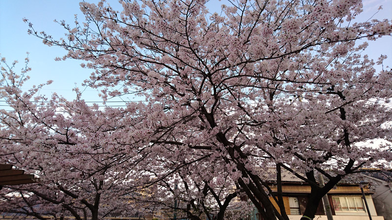 05_0254 800x450.JPG